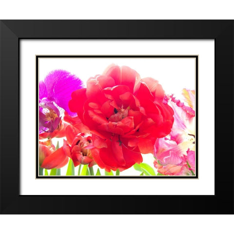 Red Tulip Black Modern Wood Framed Art Print with Double Matting by Stalus, Judy