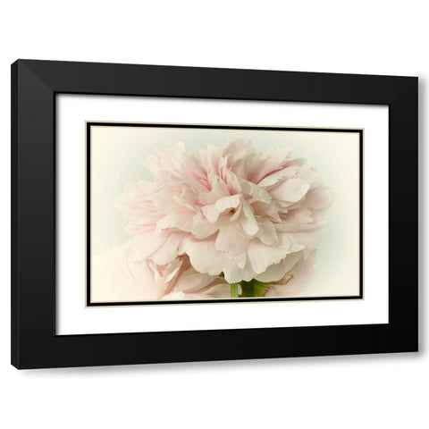 Soft Peony Black Modern Wood Framed Art Print with Double Matting by Stalus, Judy