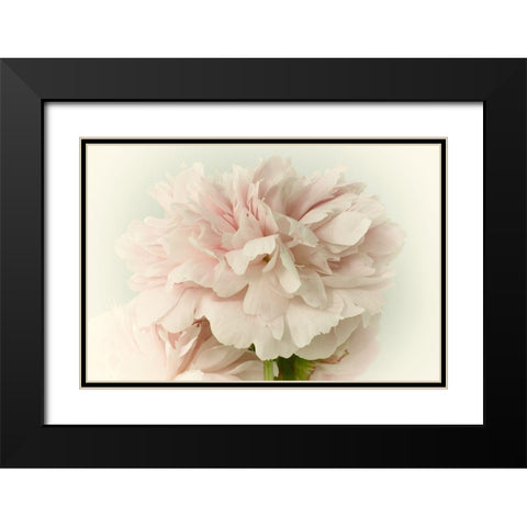 Soft Peony Black Modern Wood Framed Art Print with Double Matting by Stalus, Judy