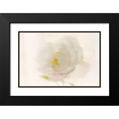 Soft White Peony Black Modern Wood Framed Art Print with Double Matting by Stalus, Judy