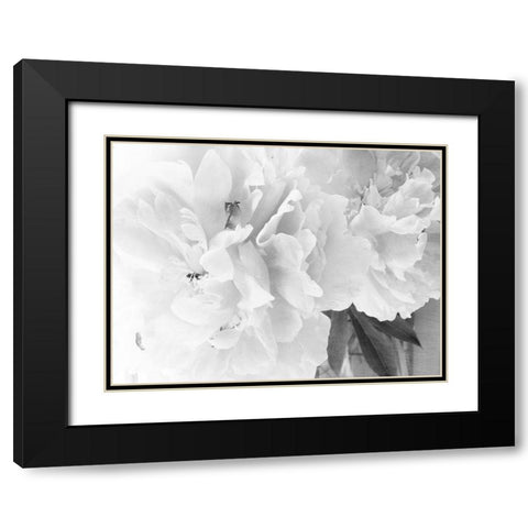 Peonies in White II Black Modern Wood Framed Art Print with Double Matting by Stalus, Judy