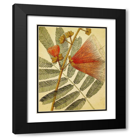 Botanical Grunge I Black Modern Wood Framed Art Print with Double Matting by Hunziker, Steve
