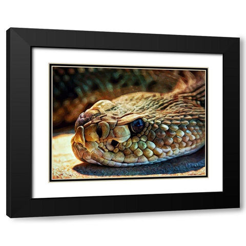 Diamondback Rattlesnake Stare Black Modern Wood Framed Art Print with Double Matting by Aldridge, Ashley