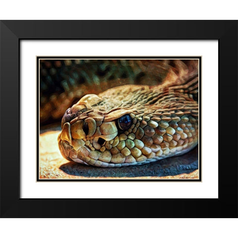 Diamondback Rattlesnake Stare Black Modern Wood Framed Art Print with Double Matting by Aldridge, Ashley