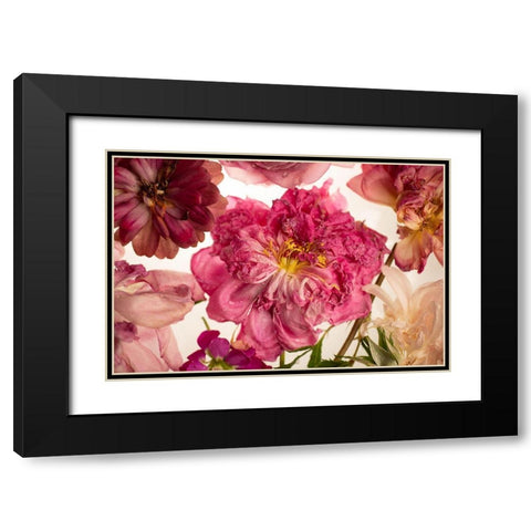 Peony on White Black Modern Wood Framed Art Print with Double Matting by Maclean, Leah