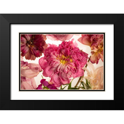 Peony on White Black Modern Wood Framed Art Print with Double Matting by Maclean, Leah