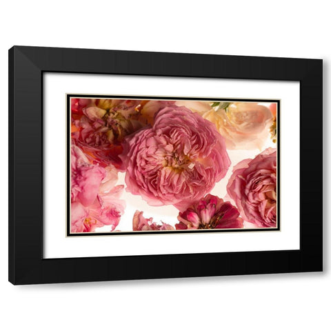 Rose on White Black Modern Wood Framed Art Print with Double Matting by Maclean, Leah