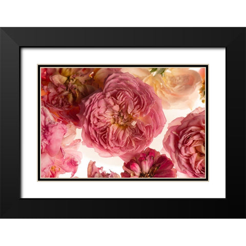 Rose on White Black Modern Wood Framed Art Print with Double Matting by Maclean, Leah