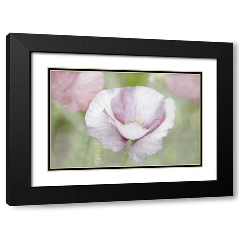 Soft Poppy Black Modern Wood Framed Art Print with Double Matting by Stalus, Judy