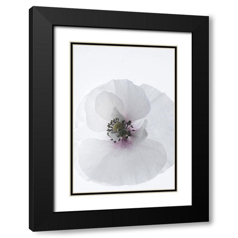 White Poppy Black Modern Wood Framed Art Print with Double Matting by Stalus, Judy