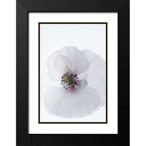 White Poppy Black Modern Wood Framed Art Print with Double Matting by Stalus, Judy