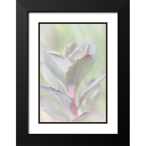 Succelent Black Modern Wood Framed Art Print with Double Matting by Stalus, Judy