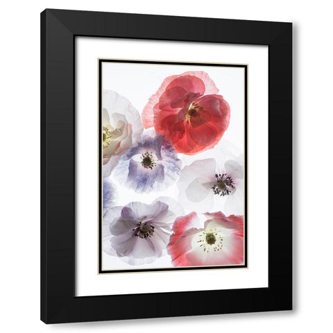 Dreaming Poppies Black Modern Wood Framed Art Print with Double Matting by Stalus, Judy