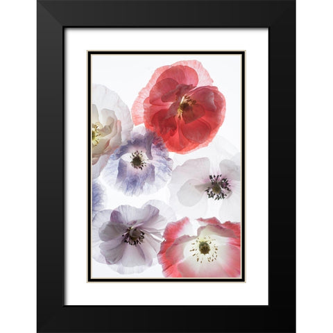 Dreaming Poppies Black Modern Wood Framed Art Print with Double Matting by Stalus, Judy