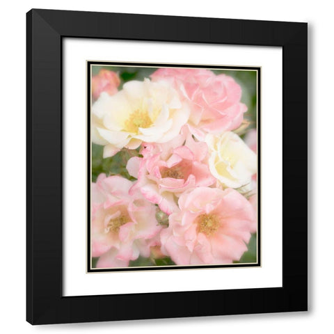 Roses Black Modern Wood Framed Art Print with Double Matting by Stalus, Judy