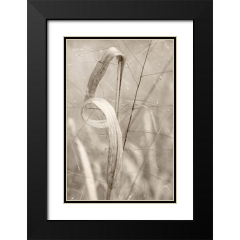 Meadow Grass Black Modern Wood Framed Art Print with Double Matting by Stalus, Judy