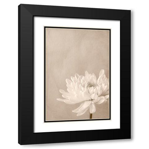 Crysanthemum Black Modern Wood Framed Art Print with Double Matting by Stalus, Judy
