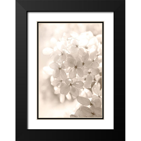 Sunshine Black Modern Wood Framed Art Print with Double Matting by Stalus, Judy