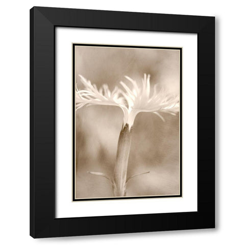 Dianthus Black Modern Wood Framed Art Print with Double Matting by Stalus, Judy