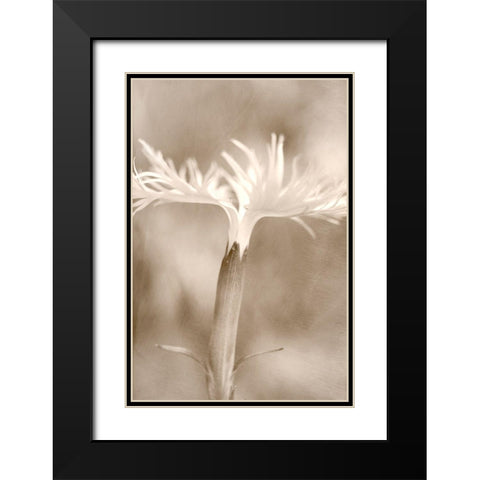 Dianthus Black Modern Wood Framed Art Print with Double Matting by Stalus, Judy