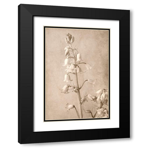 Spanish Bells Black Modern Wood Framed Art Print with Double Matting by Stalus, Judy