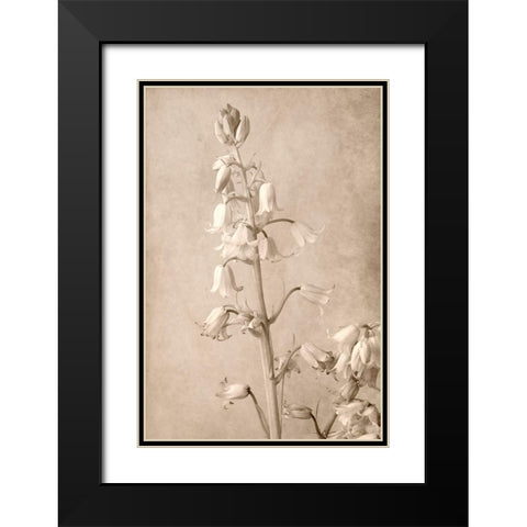 Spanish Bells Black Modern Wood Framed Art Print with Double Matting by Stalus, Judy