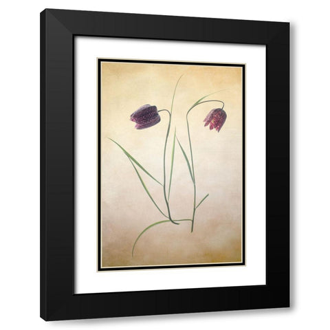 Fritillare I Black Modern Wood Framed Art Print with Double Matting by Stalus, Judy