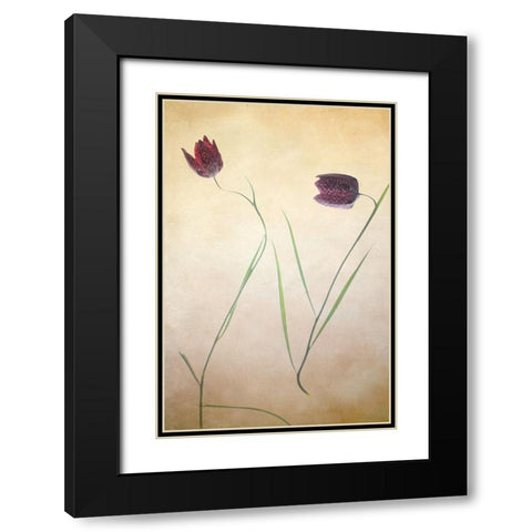 Fritillare II Black Modern Wood Framed Art Print with Double Matting by Stalus, Judy