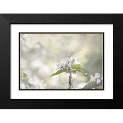 Apple Tree Black Modern Wood Framed Art Print with Double Matting by Stalus, Judy