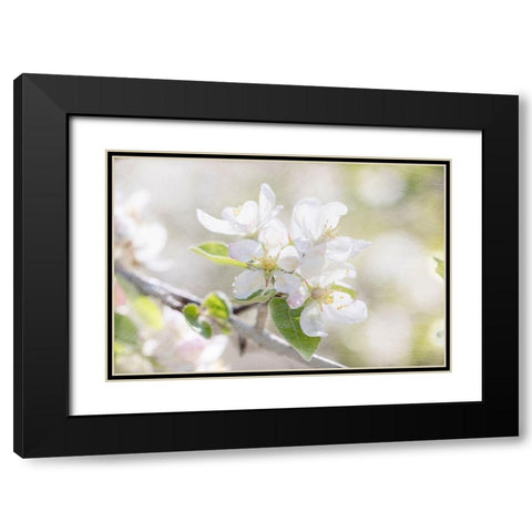 Apple Blossoms Black Modern Wood Framed Art Print with Double Matting by Stalus, Judy