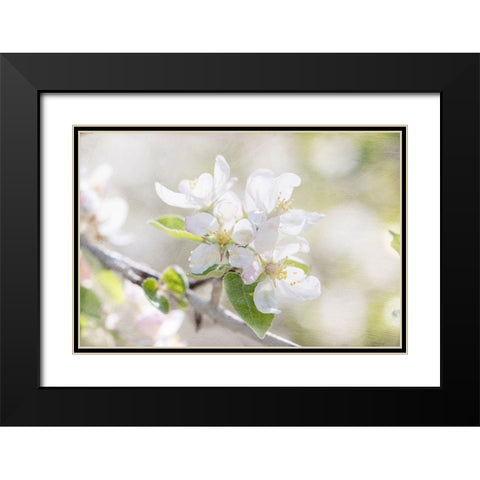 Apple Blossoms Black Modern Wood Framed Art Print with Double Matting by Stalus, Judy