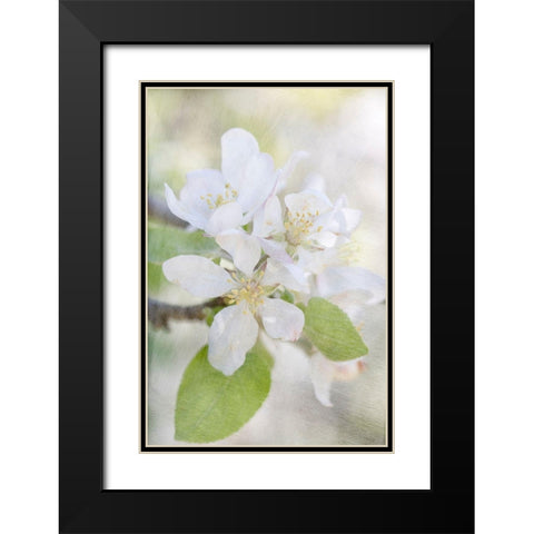 Blooms Black Modern Wood Framed Art Print with Double Matting by Stalus, Judy