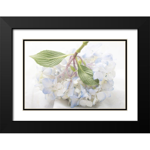 Blue Hydrangea Black Modern Wood Framed Art Print with Double Matting by Stalus, Judy