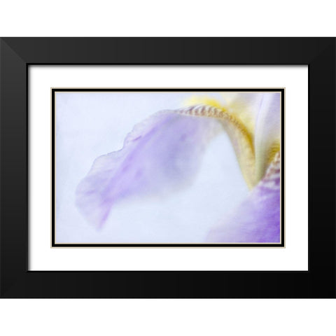 Iris Black Modern Wood Framed Art Print with Double Matting by Stalus, Judy