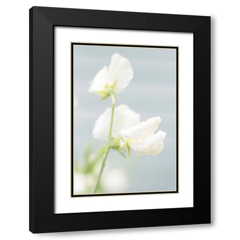White Sweet Pea Black Modern Wood Framed Art Print with Double Matting by Stalus, Judy