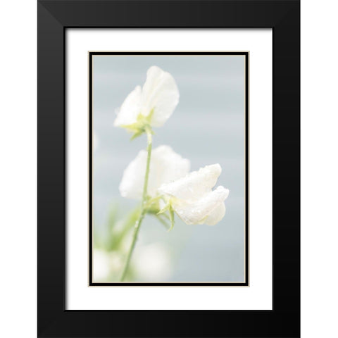 White Sweet Pea Black Modern Wood Framed Art Print with Double Matting by Stalus, Judy