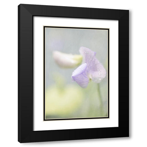 Purple Sweet Pea Black Modern Wood Framed Art Print with Double Matting by Stalus, Judy