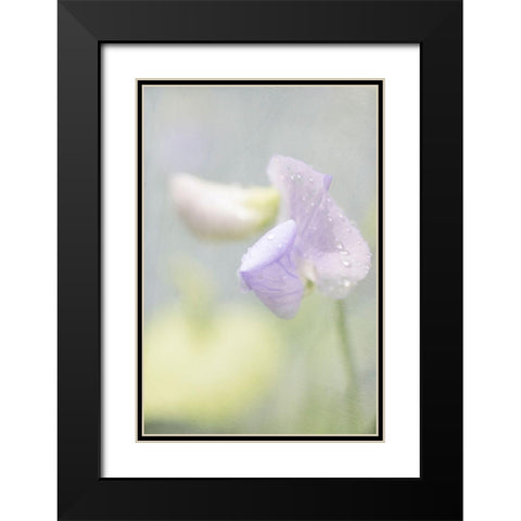 Purple Sweet Pea Black Modern Wood Framed Art Print with Double Matting by Stalus, Judy