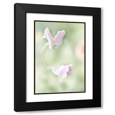 Pink Sweet Pea Black Modern Wood Framed Art Print with Double Matting by Stalus, Judy