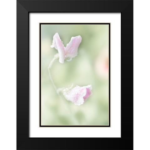 Pink Sweet Pea Black Modern Wood Framed Art Print with Double Matting by Stalus, Judy