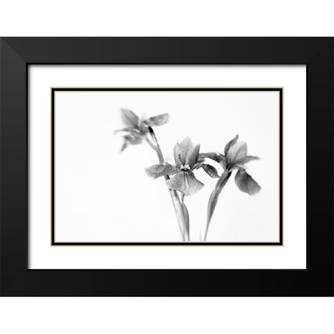 Black Iris Black Modern Wood Framed Art Print with Double Matting by Stalus, Judy