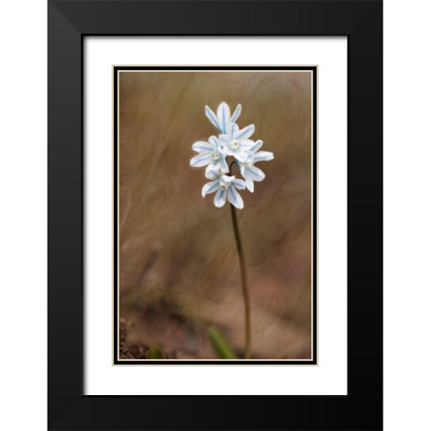 Spring Black Modern Wood Framed Art Print with Double Matting by Stalus, Judy