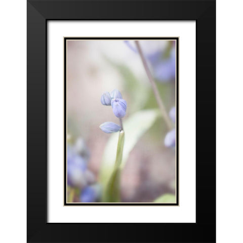 Scilla Black Modern Wood Framed Art Print with Double Matting by Stalus, Judy