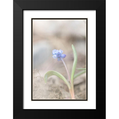 Spring Morning Black Modern Wood Framed Art Print with Double Matting by Stalus, Judy