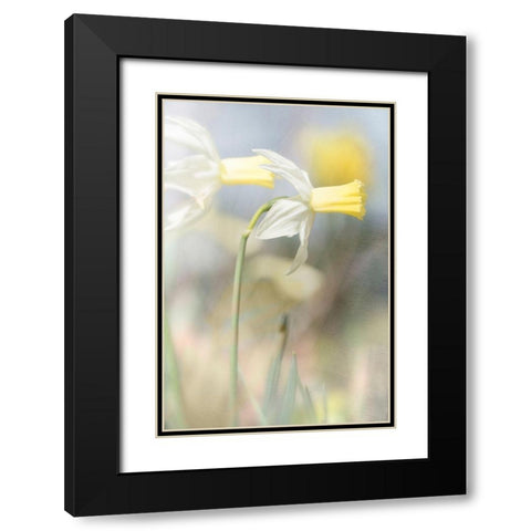 Jonquil Black Modern Wood Framed Art Print with Double Matting by Stalus, Judy