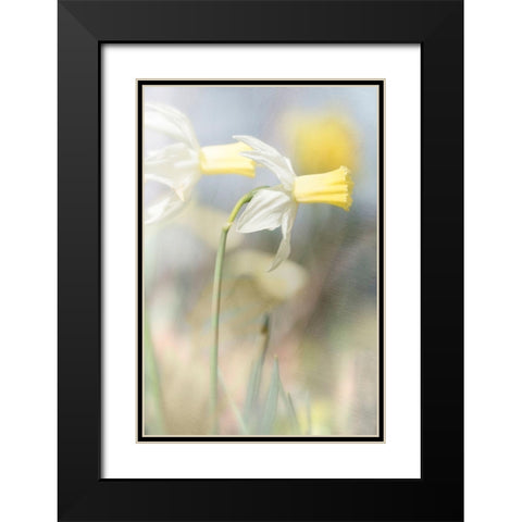 Jonquil Black Modern Wood Framed Art Print with Double Matting by Stalus, Judy