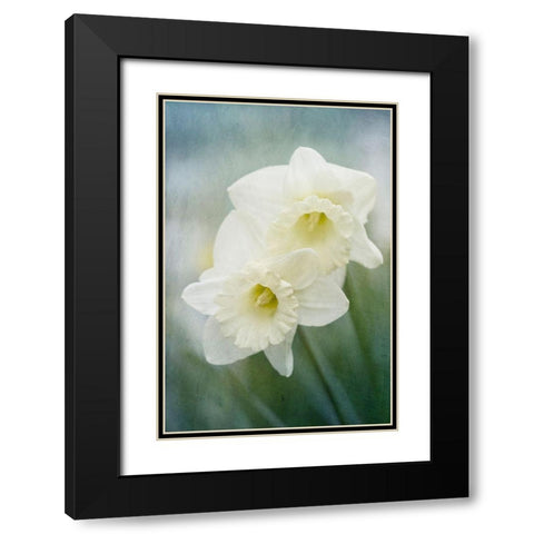 White Daffodils Black Modern Wood Framed Art Print with Double Matting by Stalus, Judy