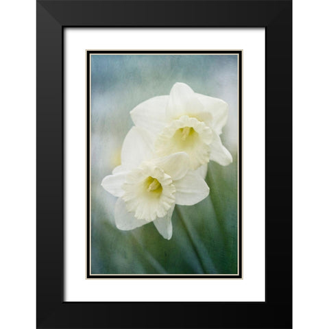 White Daffodils Black Modern Wood Framed Art Print with Double Matting by Stalus, Judy
