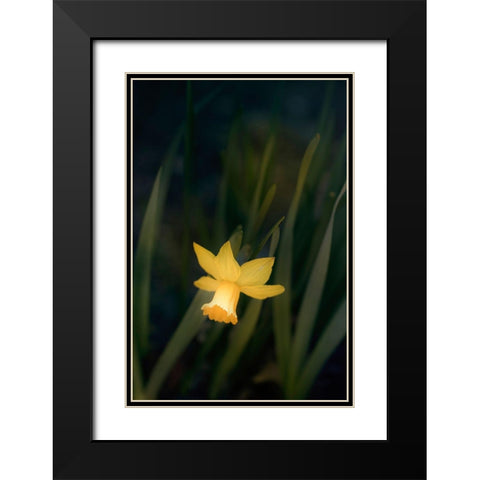 Narcissus Black Modern Wood Framed Art Print with Double Matting by Stalus, Judy