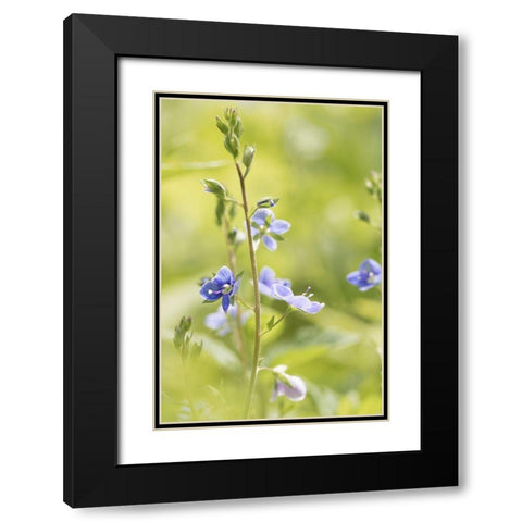 Sunny Day Black Modern Wood Framed Art Print with Double Matting by Stalus, Judy